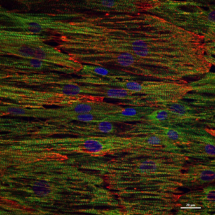   Introducing NanoSurface   Enabling highly predictive assays with physiologically accurate cell cultures   Learn more  
